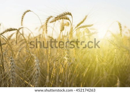 Spikelets of wheat at sunset.