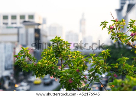 green plants with flowers in center of metropolitan