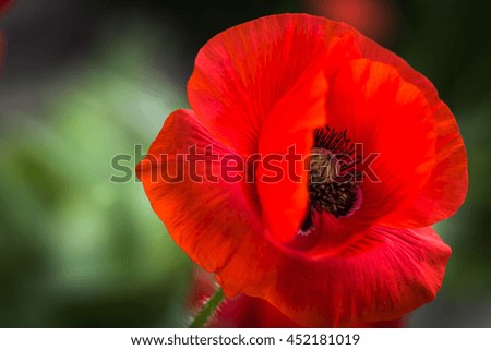 Red Poppy and Bud - field flowers summer