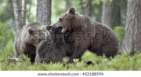 The Wild  brown bear (Ursus arctos) cubs playing  in a forest. Close-up
