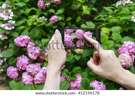 Woman taking a picture of pink hortensias with her smartphone
