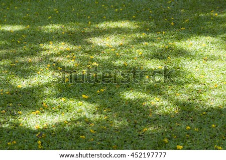 shadow of tree on green grass, soft focus