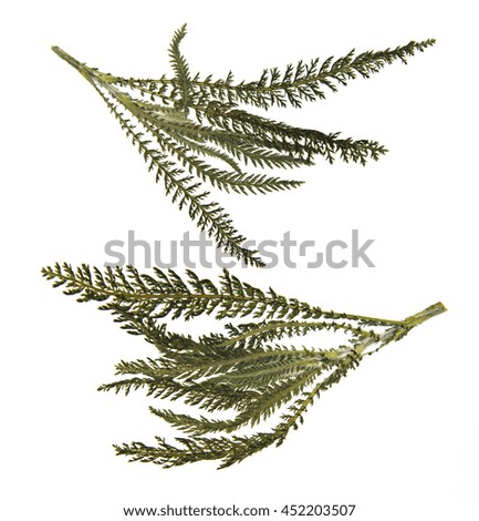 dry green pressed leaf of fern isolated pressed fleecy leaves on white background for scrapbook