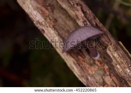 wild forest fungi , Small fungi