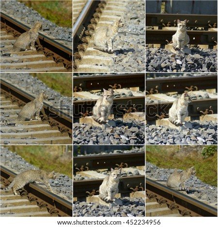 collage photos with cat on railway