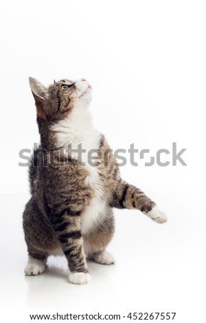 Cat standing on the floor and watching up isolated on white background Royalty-Free Stock Photo #452267557
