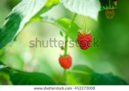 red raspberries under leaves