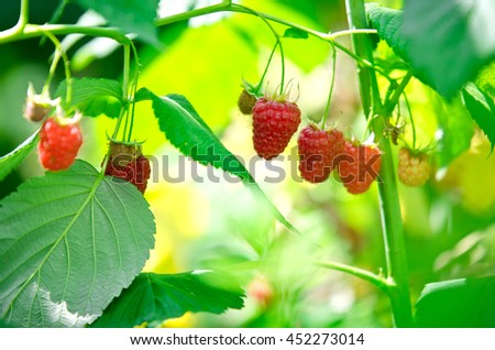 Raspberry in green foliage