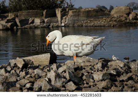 Ducks in lake 