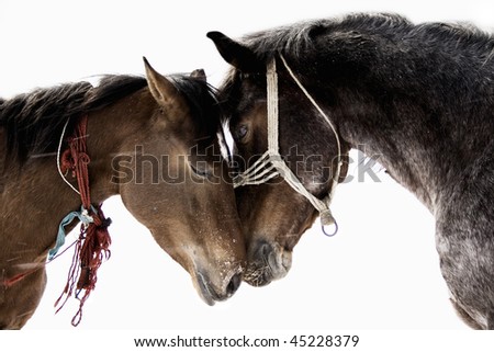 picture of two horses in love taken in winter