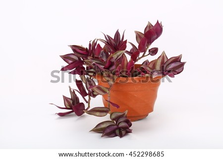 Epipremnum aureum (family Araceae) plant in pot