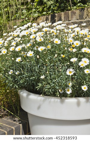 Planter with marguerites in the garden, London