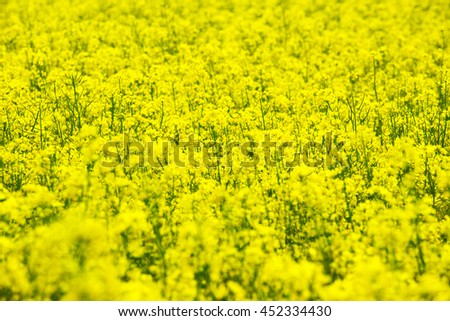 Yellow rapeseed flowers on field 