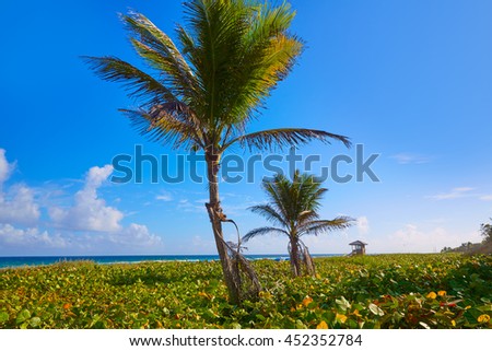 Del Ray Delray beach in Florida USA palm trees in the shore Royalty-Free Stock Photo #452352784