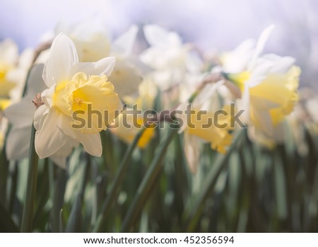 Spring flowers in the garden - daffodils on blurred background. Yellow and white Narcissus close-up in soft focus with bokeh effect. Floral festival in April.