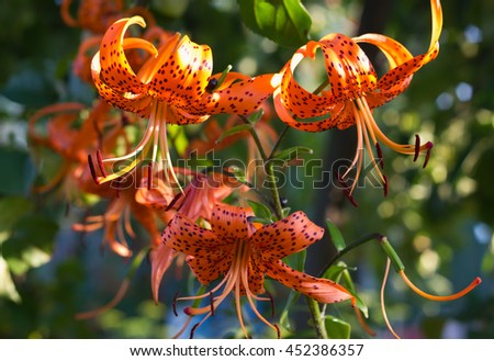 Tiger Lily flowers (Lilium tigrinum) in sunlight, medicinal plant, alternative medicine, bright autumn background