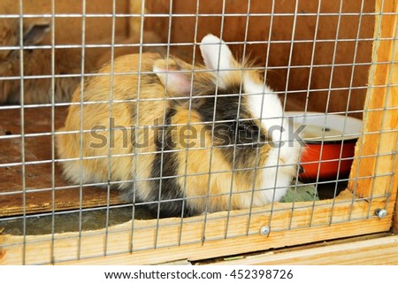 purebred rabbit in a cage