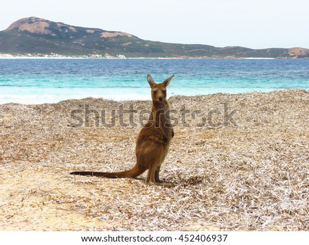 Baby kangaroo at Lucky Bay beach in Cape Le Grand National Park Australia