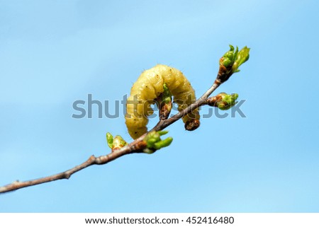 Large white caterpillar on a background of blue sky