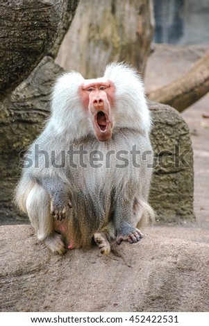 Male hamadryas baboon Royalty-Free Stock Photo #452422531
