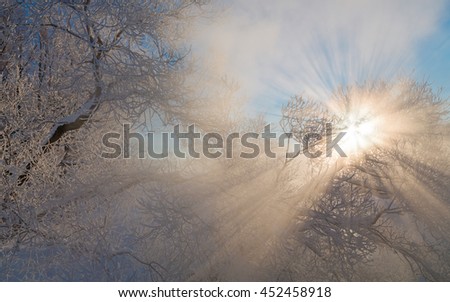 the sun's rays shine through the branches of a tree in hoarfrost