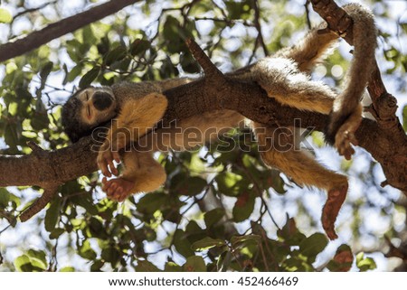 Beautiful picture of a monkey sleeping in the tree