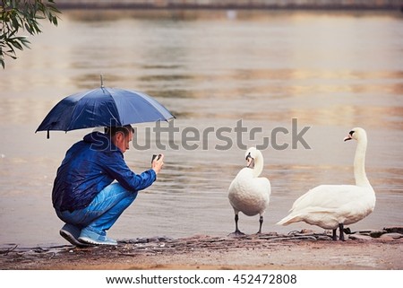 Young man is taking photo of the two swans during rain. Prague, Czech Republic. 