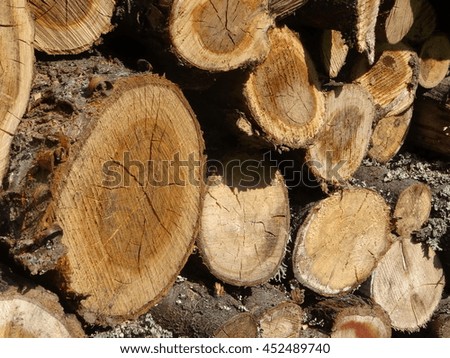  Wood. A cross section by a trunk.