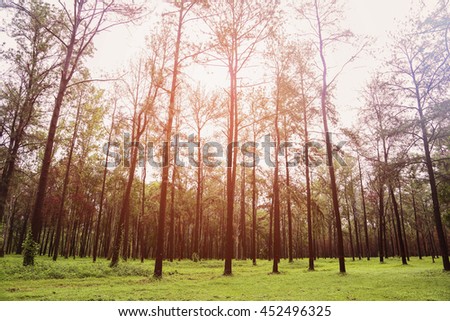Big tree in forest with daylight or sunlight, Forest background with empty area for text and for support presentation file, Mystery life in the forest with retro picture style.