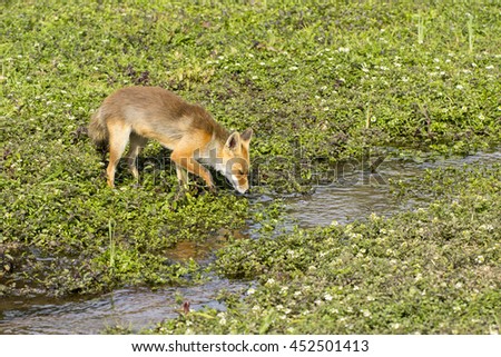 Red Fox Drinking Water From A Shallow Stream