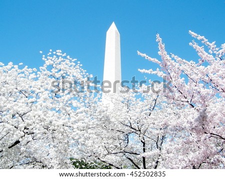 Cherry Blossoms around the Washington Monument in Washington DC, USA