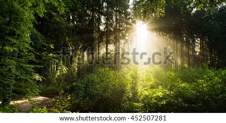Beautiful sunrise in the forest