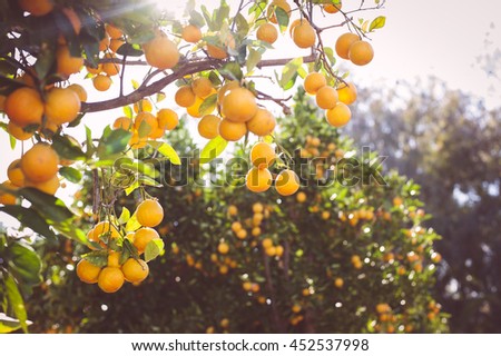Orange Tree 