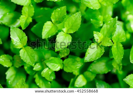 tiny green leaf, green leaf with raindrops, natural green background