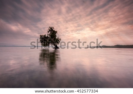 fine art lone tree for background. image contain blur and soft focus for artistic purpose.