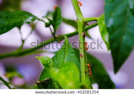 Orange Ants Working on tree branch