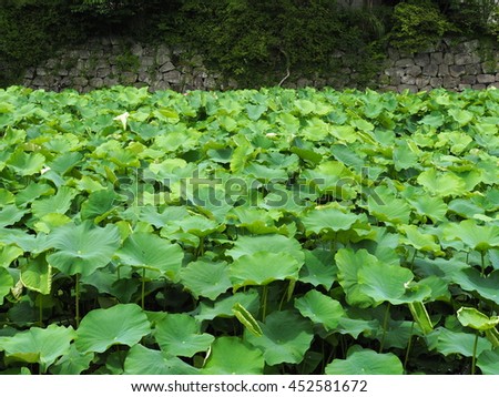 Lotus field with stone wall background.