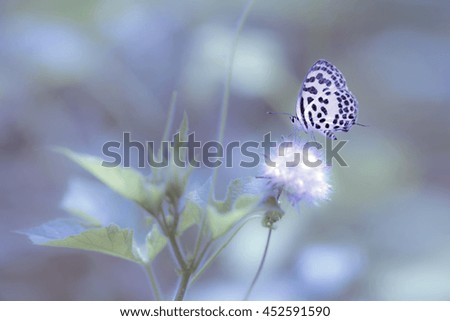 butterfly in water drop background
