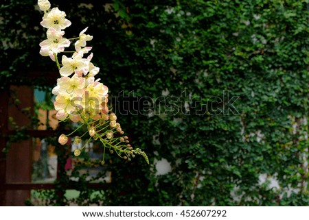 white flower with grass wall