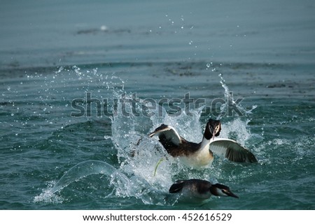 great crested grebe territorial fights