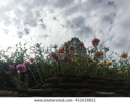 Beautiful Photos shot backlight of Common Purslane flower on sky background.