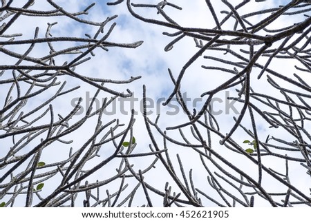 texture branch of frangipani plumeria tree on blue sky background