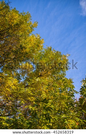 Beautiful Autumn Park View Green Trees And Blue Sky 2