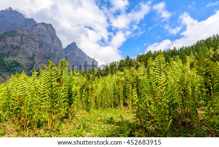 plants and trees on the foothills of Himalayas Royalty-Free Stock Photo #452683915