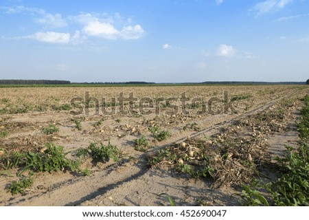   agricultural field where harvesting and onions, close up