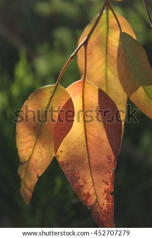 Orange Leaves Among the Green