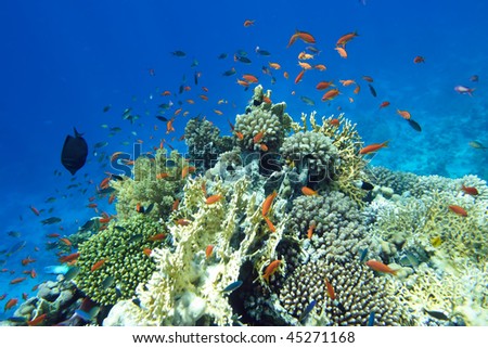Coral fish of Red sea. Egypt
