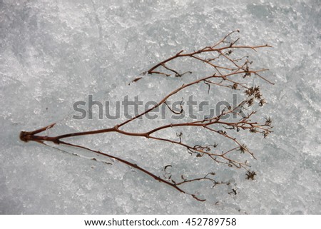 Dried brown branch frozen in the ice. Picture taken at Lake Baikal, Russia.
