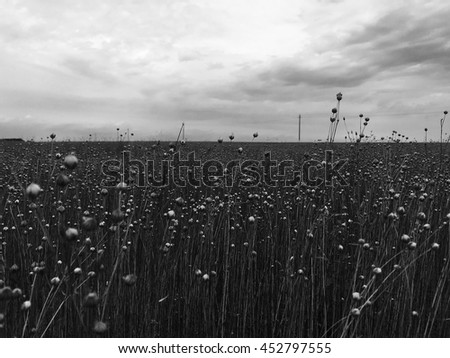 Beautiful linen (flax) field in black and white. Countryside ,Black-and-white photos, field of linen plants,  rural early autumn, Infrared filter effect