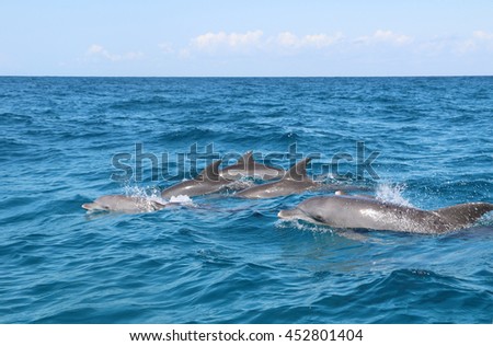 group of wild dolphins swimming together near Kizimkazi village, Zanzibar Royalty-Free Stock Photo #452801404